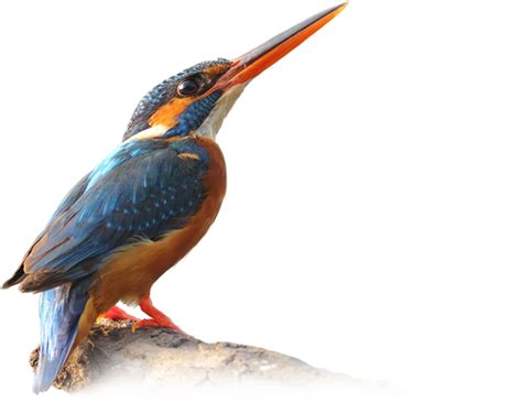 Kingfisher Bird Png Images Transparent Background Png Play