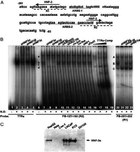 Identification Of Two HNF 3 Binding Sites In The PB Promoter A