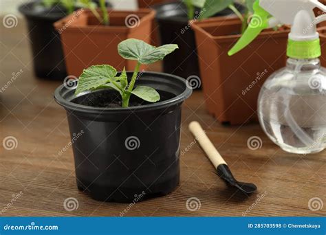 Seedlings Growing In Plastic Containers With Soil Gardening Shovel And