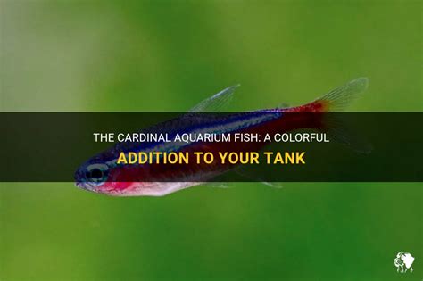 The Cardinal Aquarium Fish: A Colorful Addition To Your Tank | PetShun