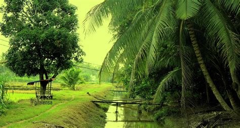 GILA GAMBAR Kampung Parit 4 Simpang 4 Semanggol