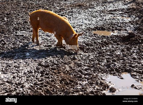 Mud Hi Res Stock Photography And Images Alamy