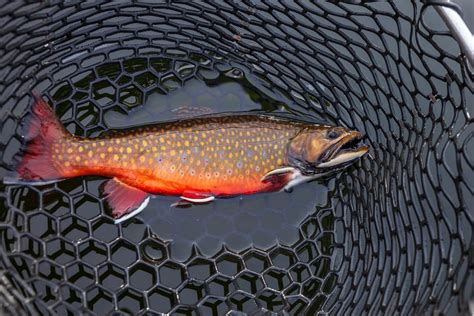 Best Water Temperatures For Brook Trout Fishing Guide Freshwater