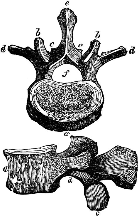 Vertebra of the Loins | ClipArt ETC