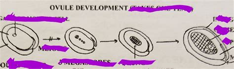 Ovule Development Diagram | Quizlet