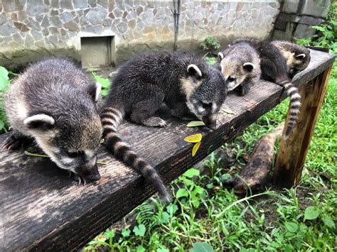 浣熊遭同伴攻擊死 壽山動物園：強化留意群體狀況