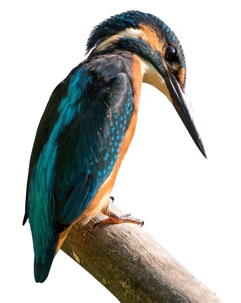 Kingfisher Bird Png Image Purepng Free Transparent Cc0 Png Image