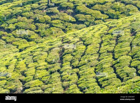 Scenic View To Tea Fields In Munnar The Highlands Of Anamudi Shola