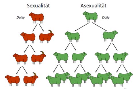 Vl6 Evolution Der Sexualität Karteikarten Quizlet