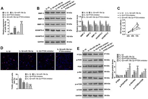 MiR 19b 3p Relieves Intervertebral Disc Degeneration Through Modulating