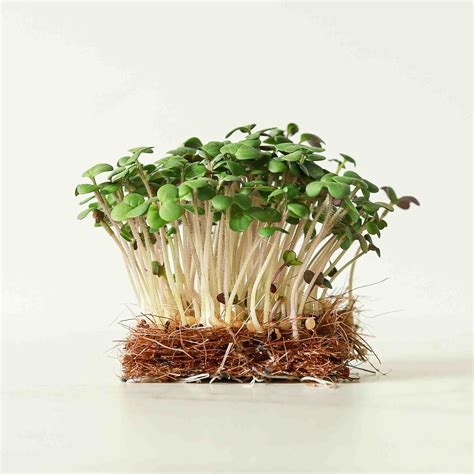 Mustard White Microgreens Seeds