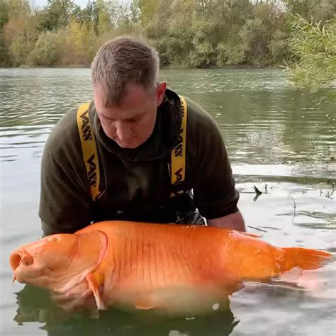 A Gigantic Goldfish Like Carp Weighing Over 65 Pounds Is Caught By A