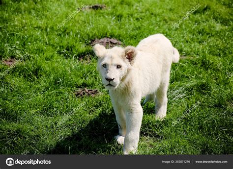 Close White Baby Lion — Stock Photo © PantherMediaSeller #353571276