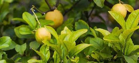 Pourquoi Mes Feuilles De Citronnage Meyer Deviennent Elles Jaunes