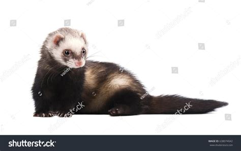 Grey Ferret Full Growth Lies Isolated Stock Photo Shutterstock