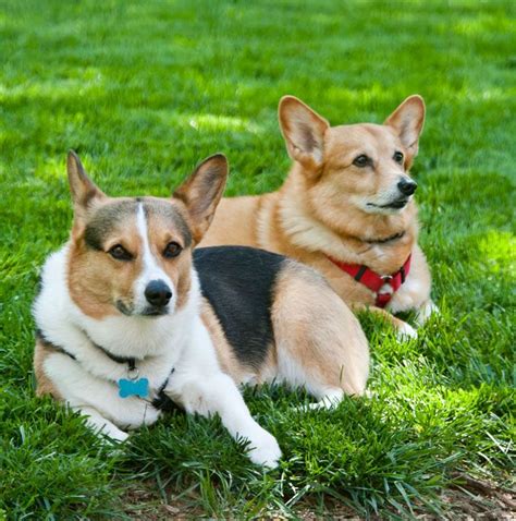 Corgis Chilling Corgi Dogs Animals