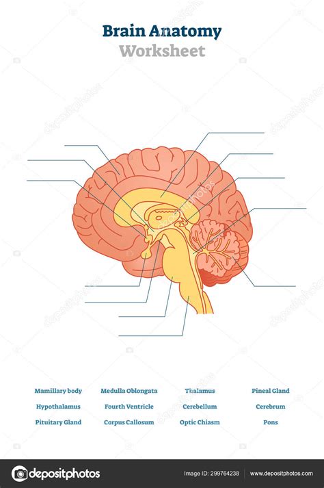 Brain Anatomy Vector Illustration Anatomical Blank Head Organ Structure Stock Vector By