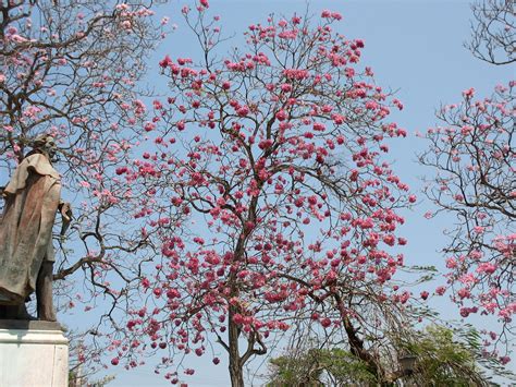 El Cultivo Del Roble De Sabana Tabebuia Rosea Biota Panama