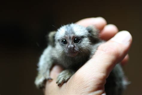 The Finger Sized Monkey Pygmy Marmoset Weirdtwist