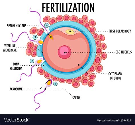 Human Female Egg Diagram