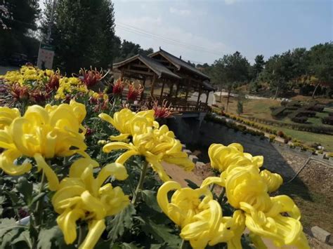 麻城菊花，福泽万家！第八届菊花文化旅游节开幕啦！活动