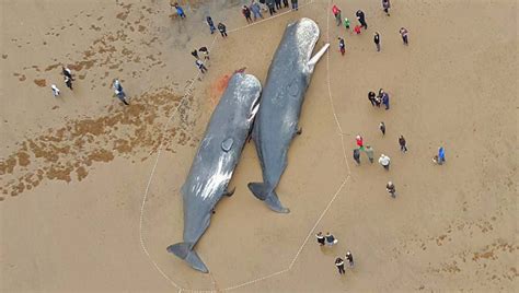 What Are The Causes Of Whale Stranding? ‣ Mundo Azul