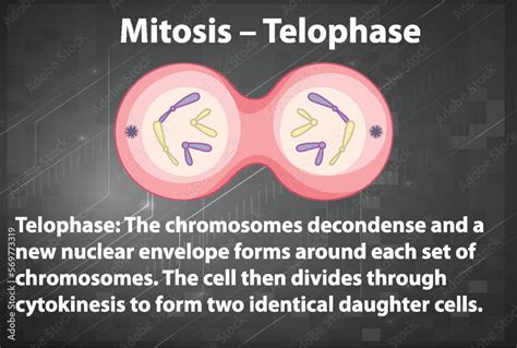 Process of mitosis telophase with explanations Stock Vector | Adobe Stock