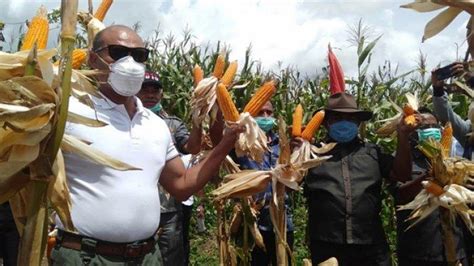 Gubernur NTT Panen Jagung Program TJPS Di Desa Letneo Selatan TTU Pos