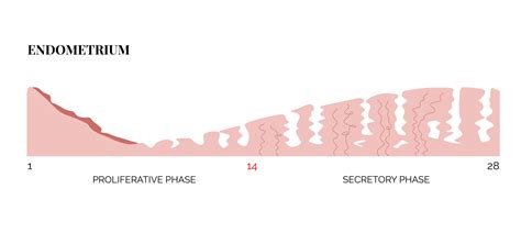 Endometrial Cycle The Big Fertility Project