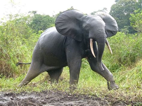 Tourisme et pêche au Gabon Likawale Lodge et Loango Lodge Tourisme