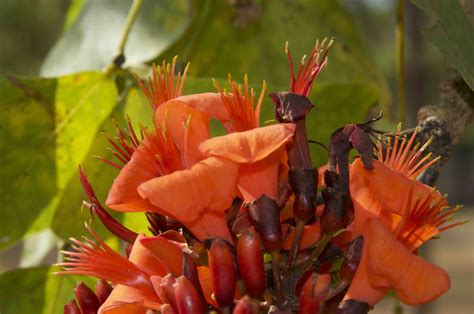 Erythrina Vespertilio Batswing Coral Tree Territory Native Plants