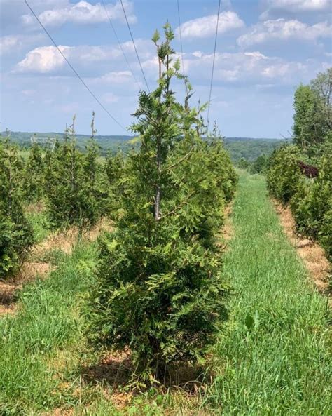 Thuja Green Giant Growth Rate: Understand & How To Promote