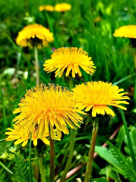 Do Chickens Eat Dandelions The Answer Will Blow Your Mind