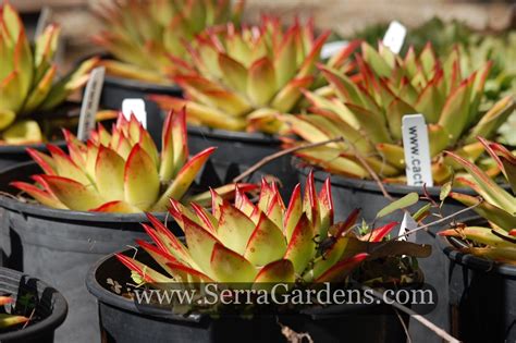 Echeveria Agavoides