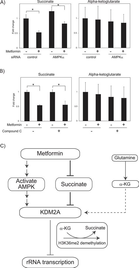 Metformin Decreases Intracellular Succinate Level Even In Conditions