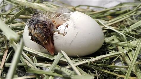 Nacimiento De Pollito Pollo Rompiendo El Cascaron Youtube