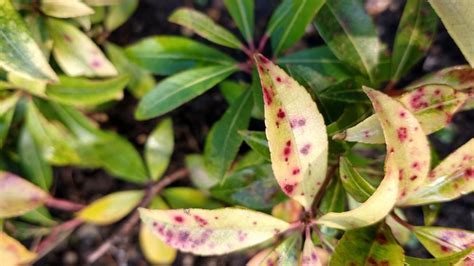 Pieris Red Spots — Bbc Gardeners World Magazine