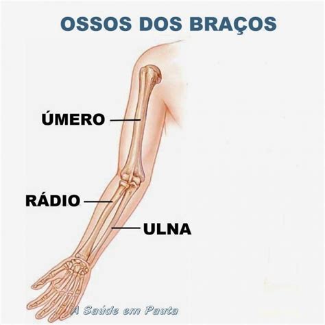 Ossos Do Bra O