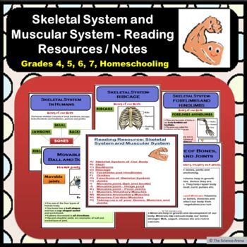 Skeletal System And Muscular System Reading Resources Notes Grade