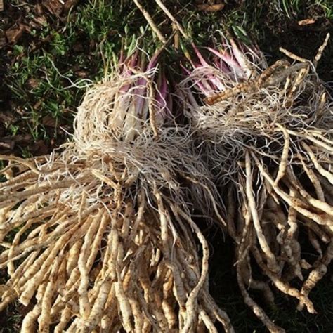 Chervis calendrier des semis plantation et récoltes