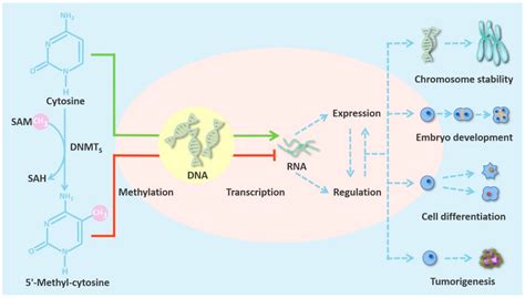 Cancers Free Full Text Dna Methyltransferases In Cancer Biology