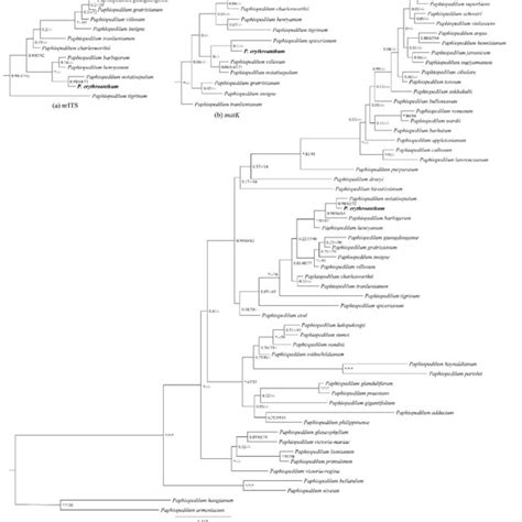 Phylogenetic Tree For Selected Paphiopedilum Reconstructed With A