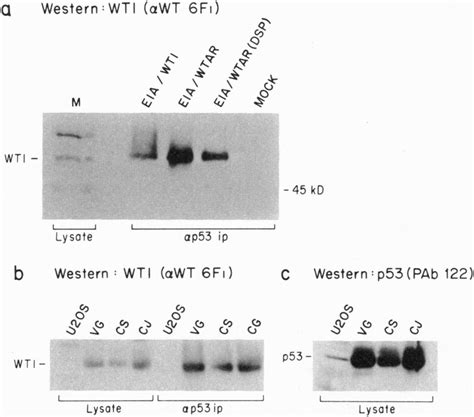 WT1 Western Blot Analysis Of P53 Immunoprecipitates A BRK Cell