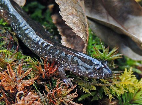 Northern Dusky Salamander