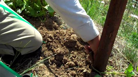 Field Grafting of Grapevines.MP4 - YouTube 