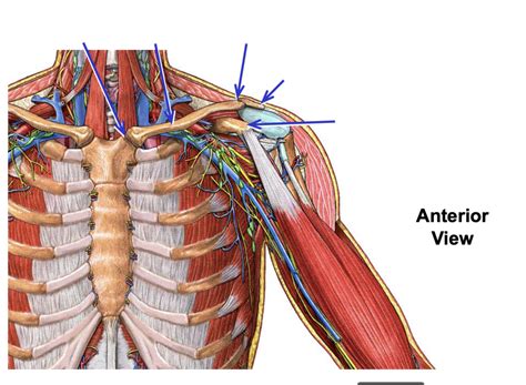 Anterior Shoulder Diagram | Quizlet