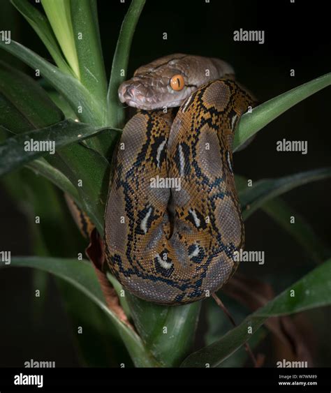 Pit N Reticulado Malayopython Reticulatus Cautivo Nativo Del Sur De