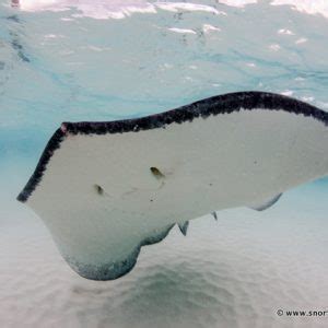 Snorkeling Stingray City - Grand Cayman