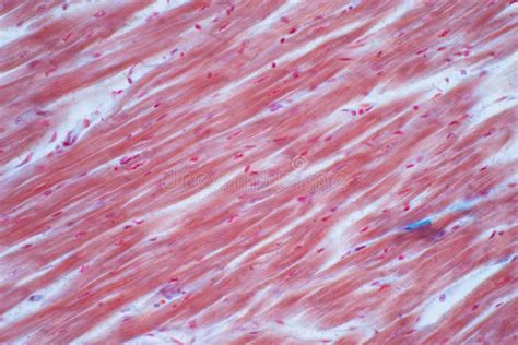 Histology Of Human Cardiac Muscle Under Microscope View For Education