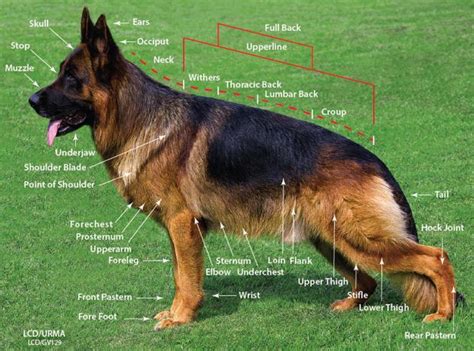 Types Of Gsd Northwest German Shepherd Kennel